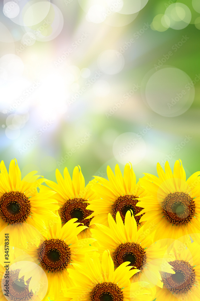 Fototapeta premium abstract beautiful sunflower and light reflect in morning