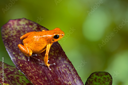 orange poison dart frog poison dart frog on leaf photo