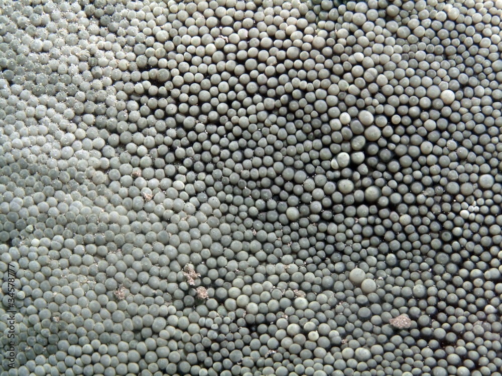 Anemone - Heteractis sp. Anemone - Heteractis sp.