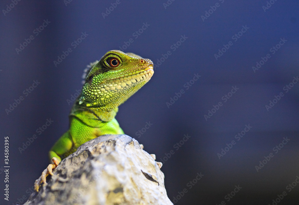 Fototapeta premium green iguana
