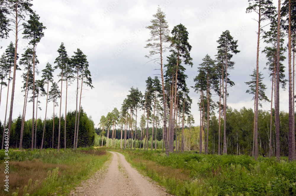 summer road in the forest summer road in the forest