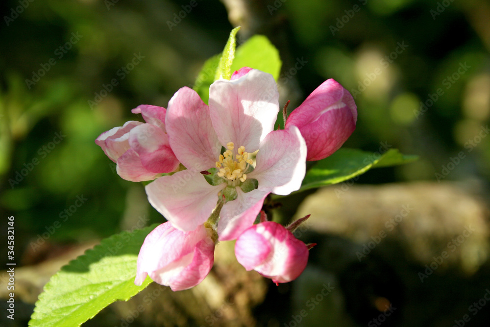 apple blossom