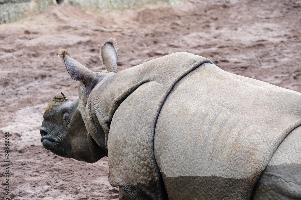 Obraz premium black rhinoceros