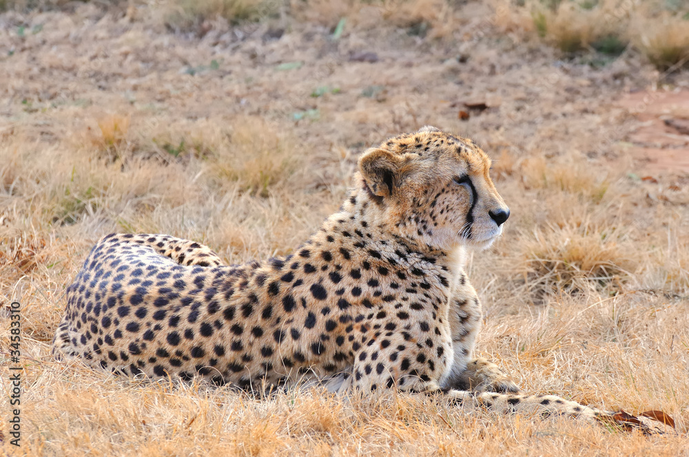Naklejka premium guépard qui se repose