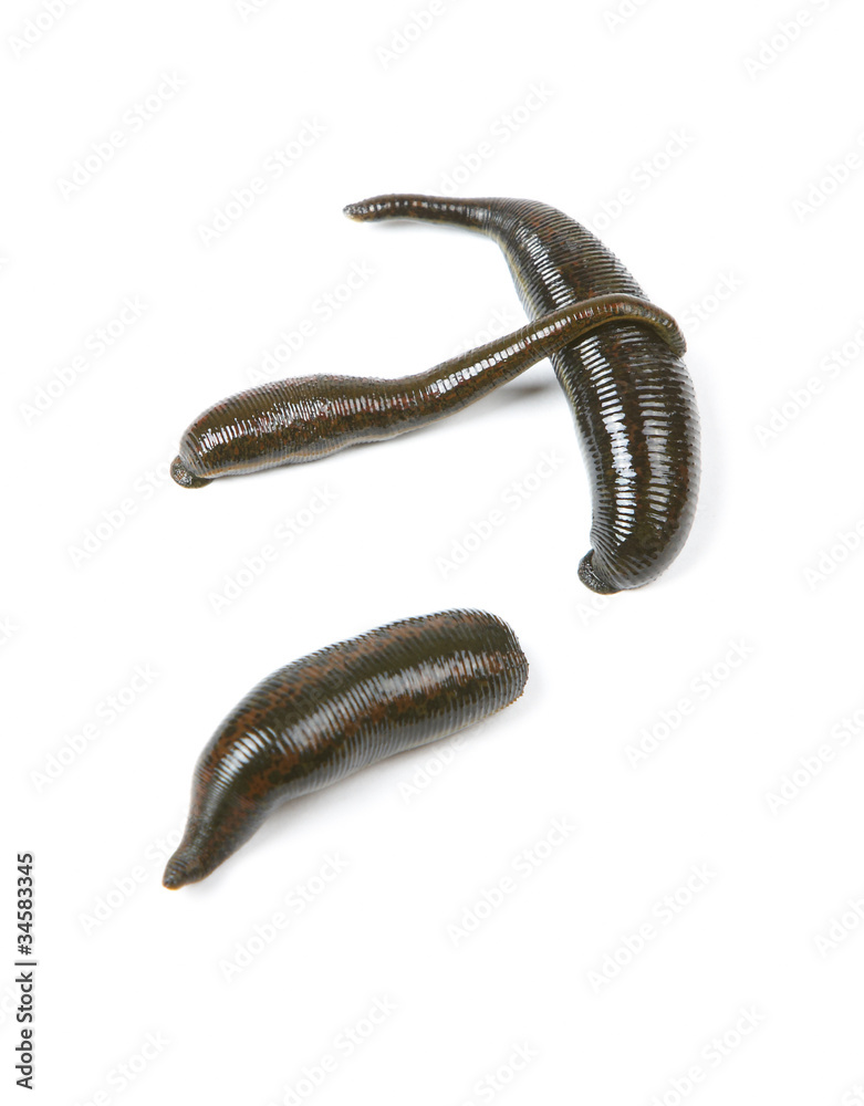 Three medicinal leeches on a white background Three medicinal leeches on a white background