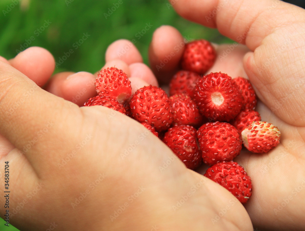 récolte de fraise des bois récolte de fraise des bois