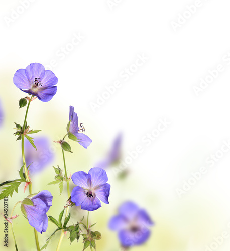 Beautiful flower background with free space for text