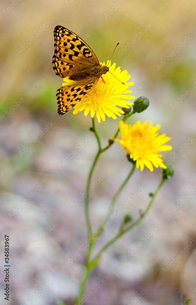 Butterfly on a flower Butterfly on a flower