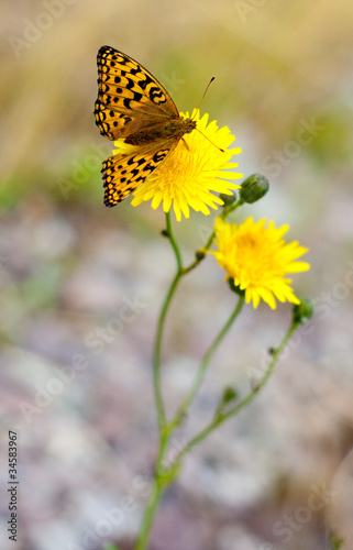 Butterfly on a flower © Evgenia Tiplyashina
