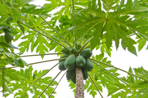 papaya on tree photo
