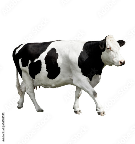 cow in front of a white background