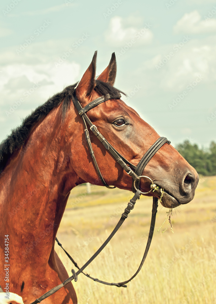nice bay horse in autamn meadow nice bay horse in autamn meadow