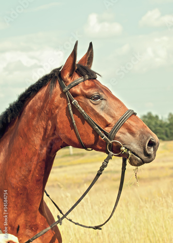 nice bay horse in autamn meadow © anakondasp