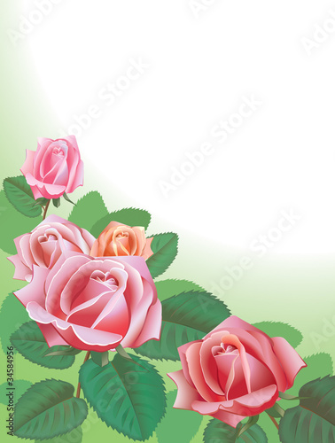 Beautiful roses