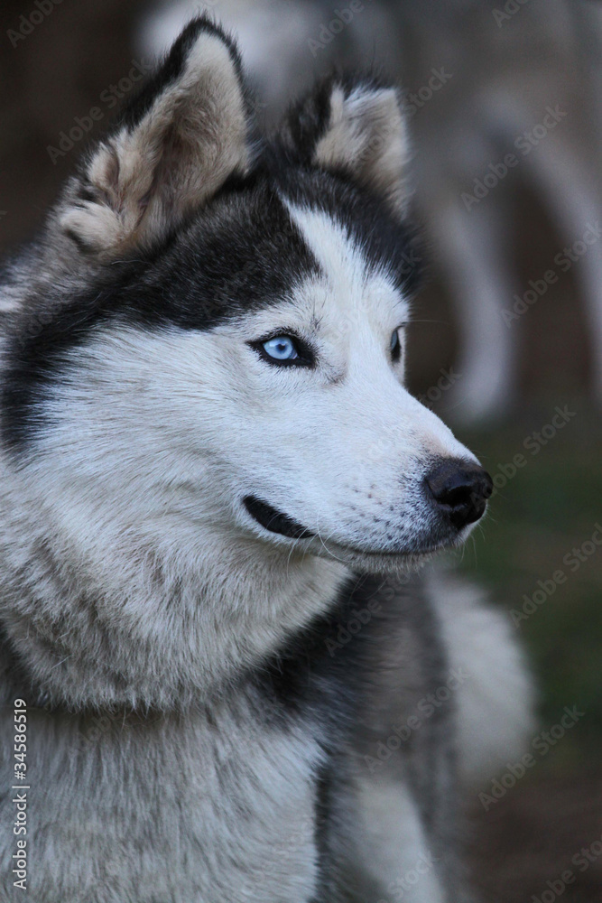 Chien loup wolf