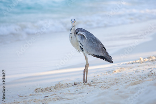 Fotografie Graureiher am Strand
