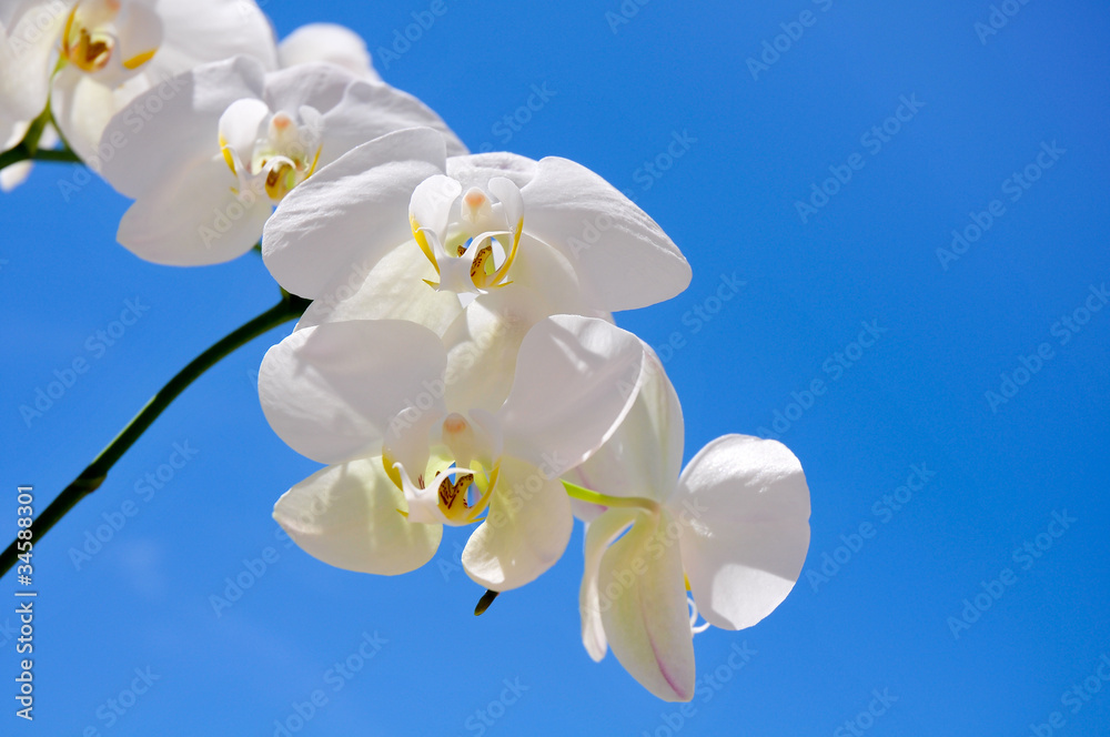 Obraz premium White orchid