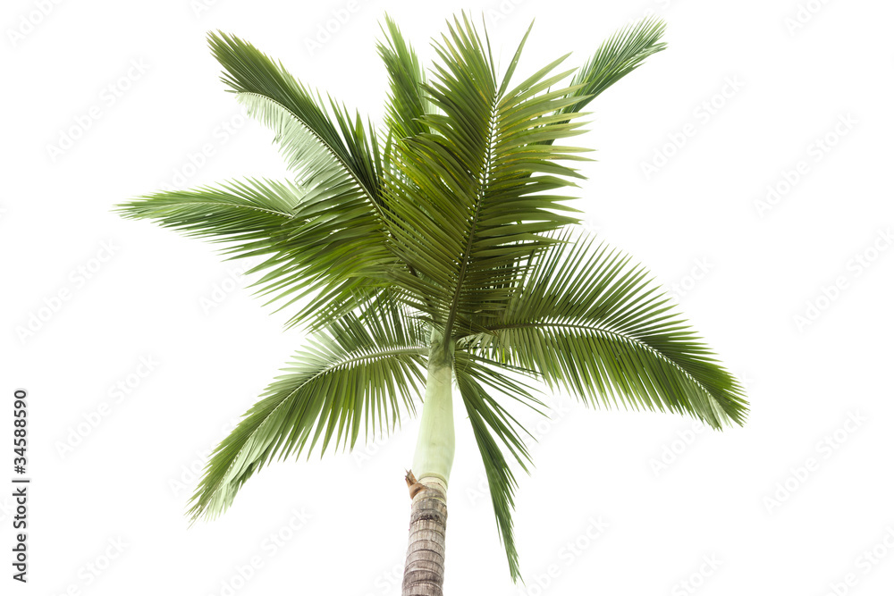 Fototapeta premium Palm tree isolated on white background