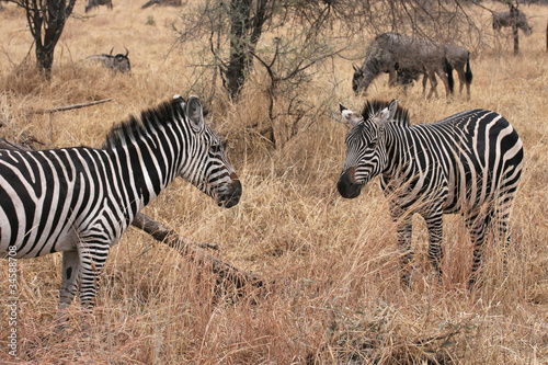 Zebres au Parc National de Tarangire