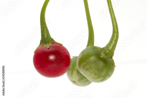 Solanum sanitwongsei Craib