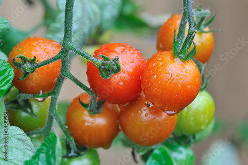 tomates cerises par temp pluvieux photo