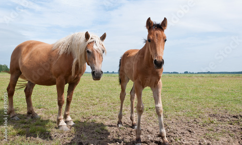 Posing mare and her foal © Ruud Morijn