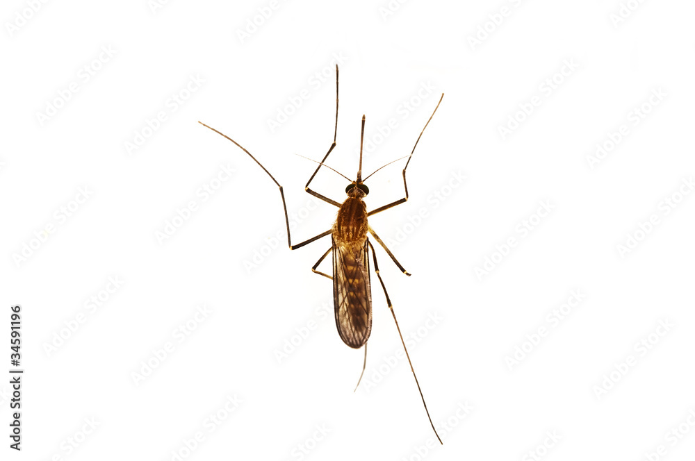 Stechmücke, Aedes spec. Stechmücke, Aedes spec.
