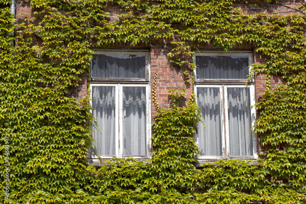 Fassade mit Weinranken, Kiel,Deutschland