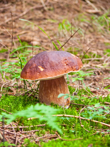 a mushroom in a wood