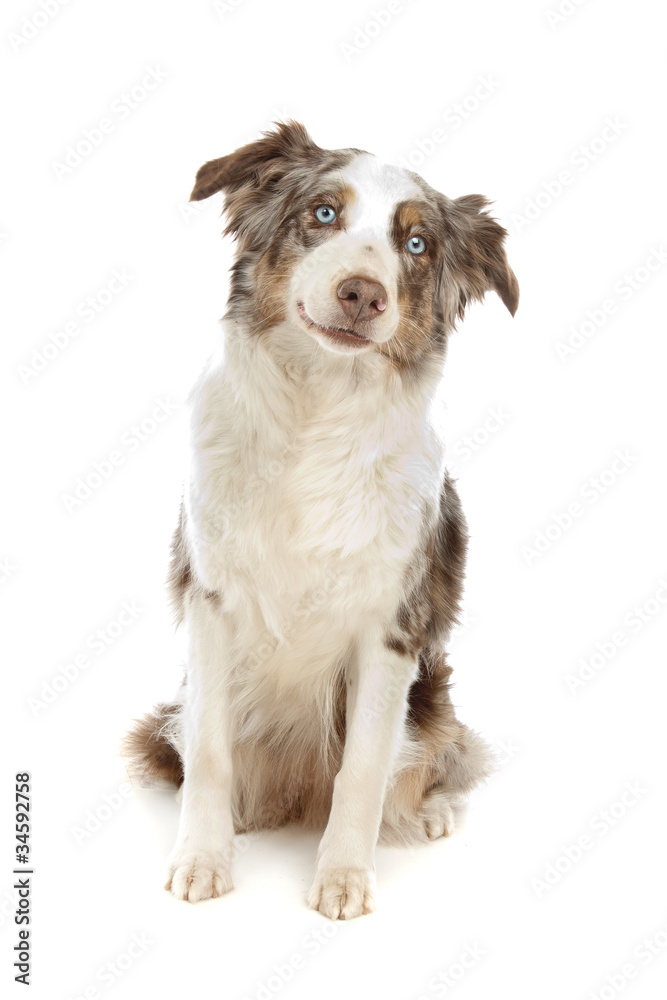 border collie sheepdog