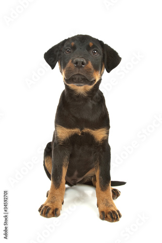 Rottweiler puppy