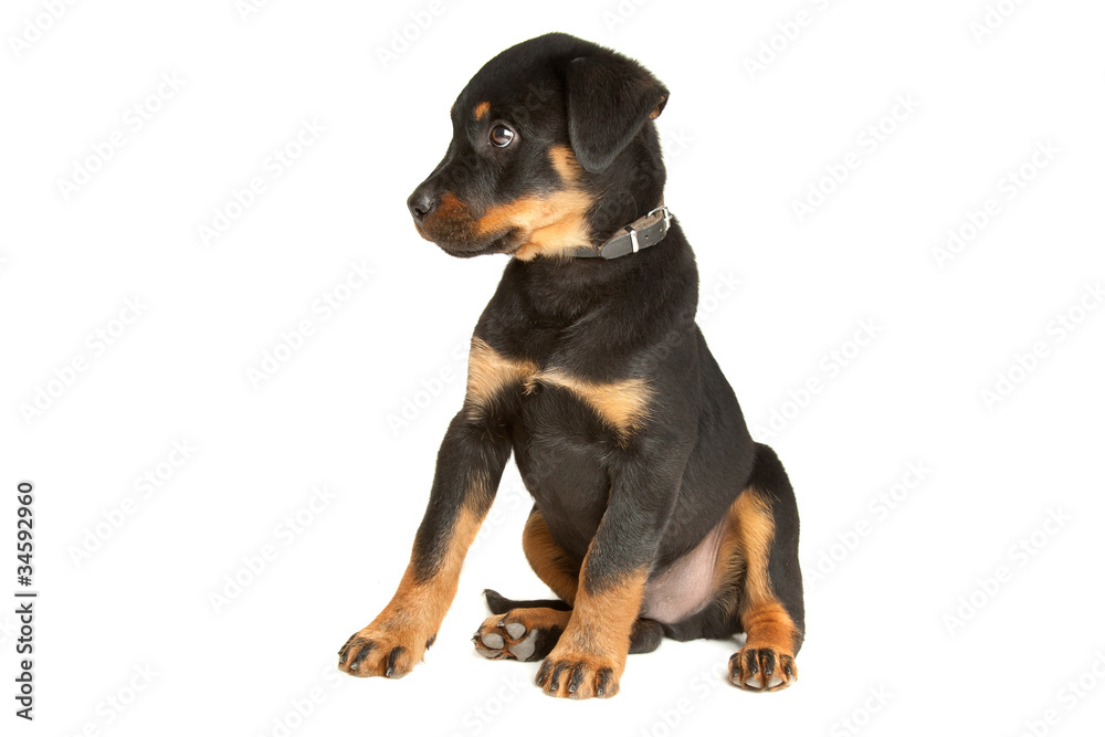 Rottweiler puppy Rottweiler puppy