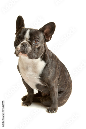 French Bulldog