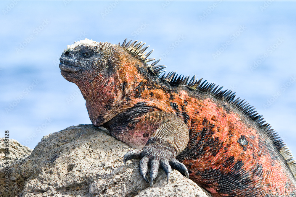 Naklejka premium Galapagos marine iguana