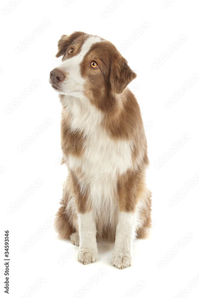 Australian Shepherd Australian Shepherd
