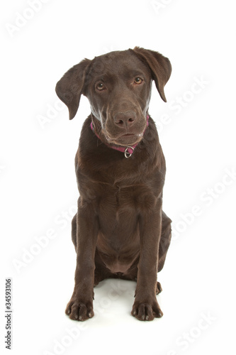 Chocolate Labrador Retriever