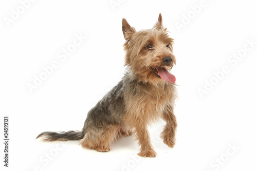 Yorkshire terrier