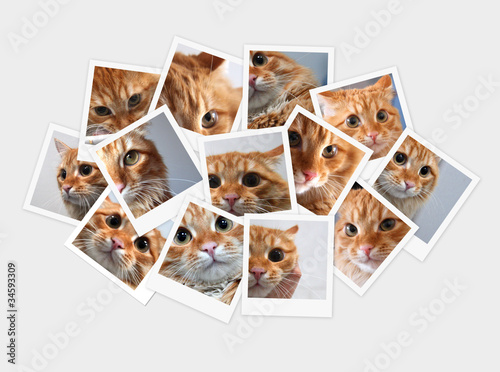 Funny orange cat, collage of photos for your design