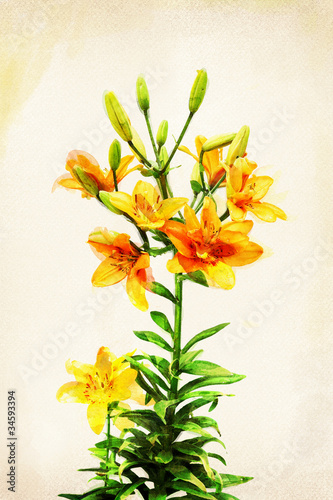Watercolor yellow lily