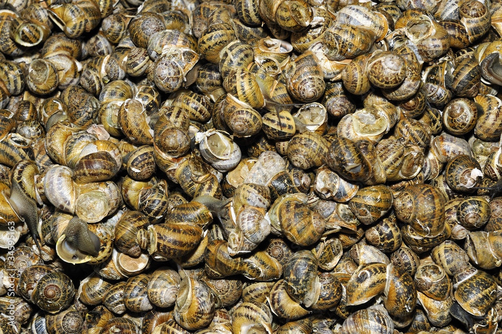 Live edible snails on sale in Chania market Live edible snails on sale in Chania market