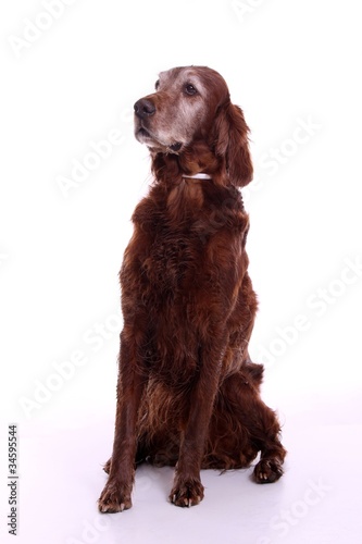 Fototapeta Naklejka Na Ścianę i Meble -  sitzender Hund Irish Setter