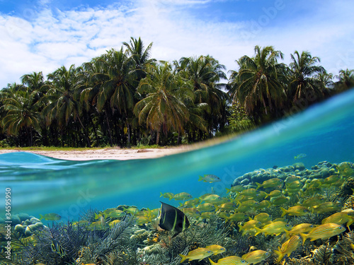 Surface and underwater view of a tropical beach with coconut palm trees and school of fish in a coral reef, Caribbean sea, Panama, Central America