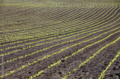 Curved Rows of Young Corn