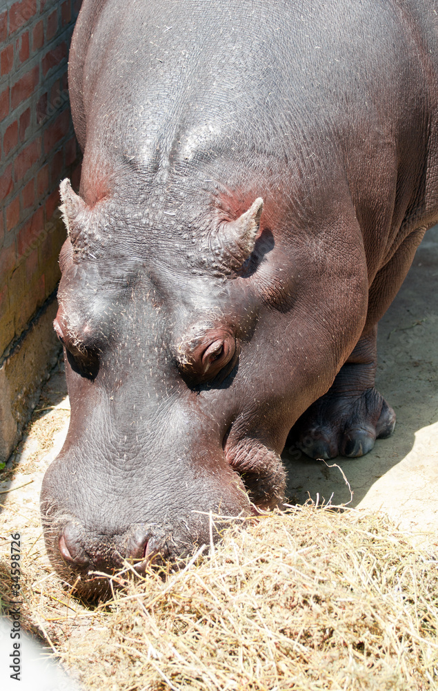 Large hippopotamus eating at the zoo Large hippopotamus eating at the zoo