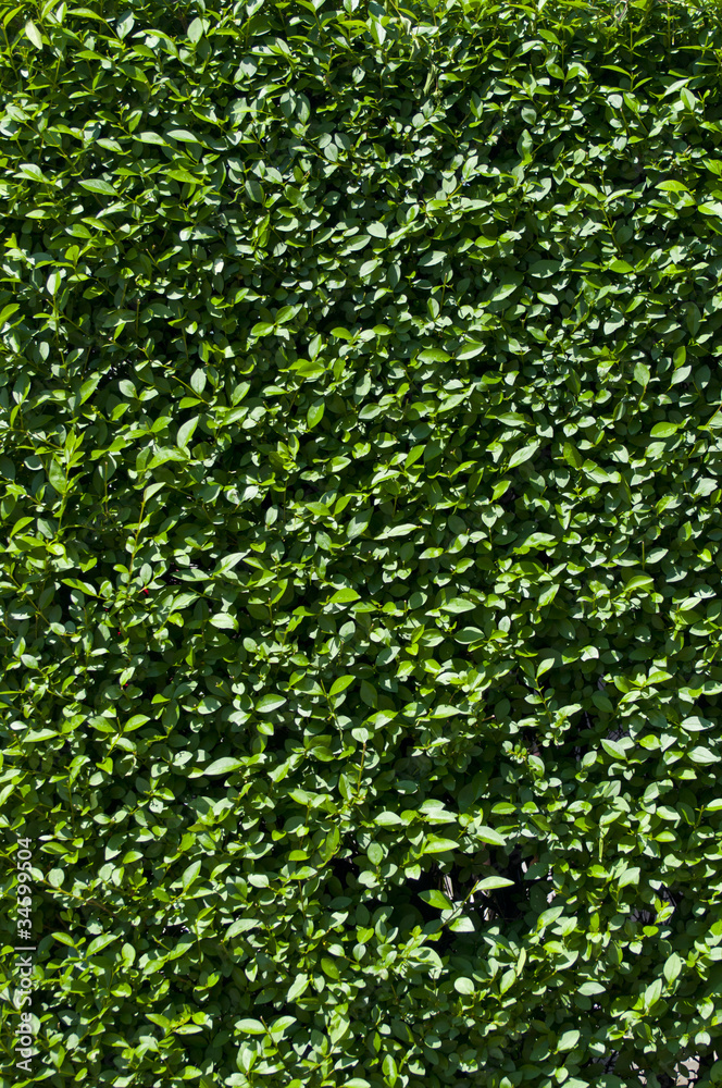 Green leaves wall background Green leaves wall background