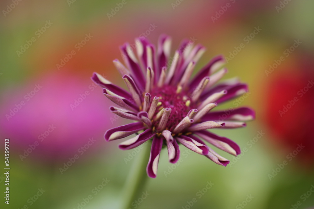 ジニアの花 ジニアの花