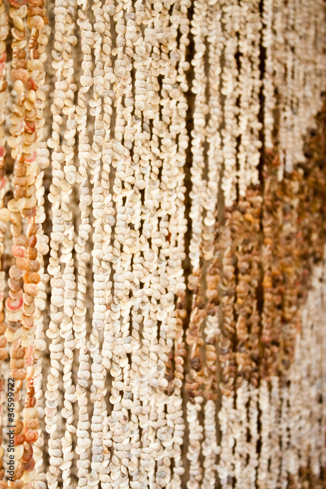 Obraz premium small sea shell