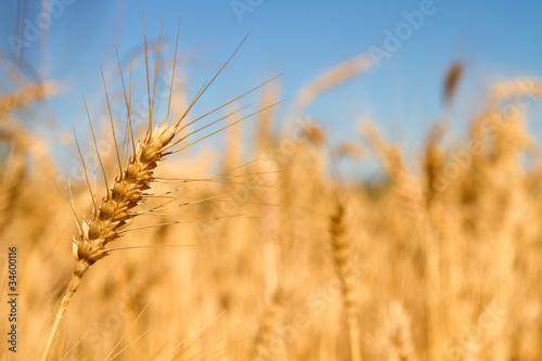Wheat Grass in Farm Field