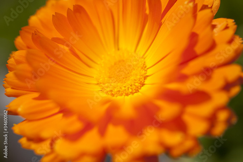 orange colored flower