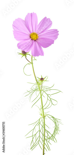 Garden cosmos (Cosmos bipinnatus) isolated on white background